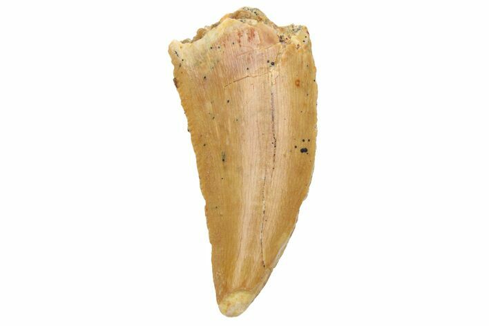 Serrated, Raptor Tooth - Real Dinosaur Tooth #230832
